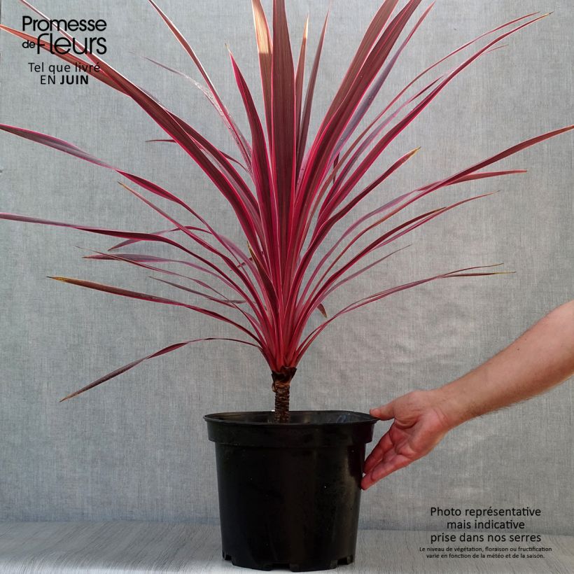 Amostra de Cordyline australis Cherry Sensation Vaso de 6 L/7 L tal como entregue no verão