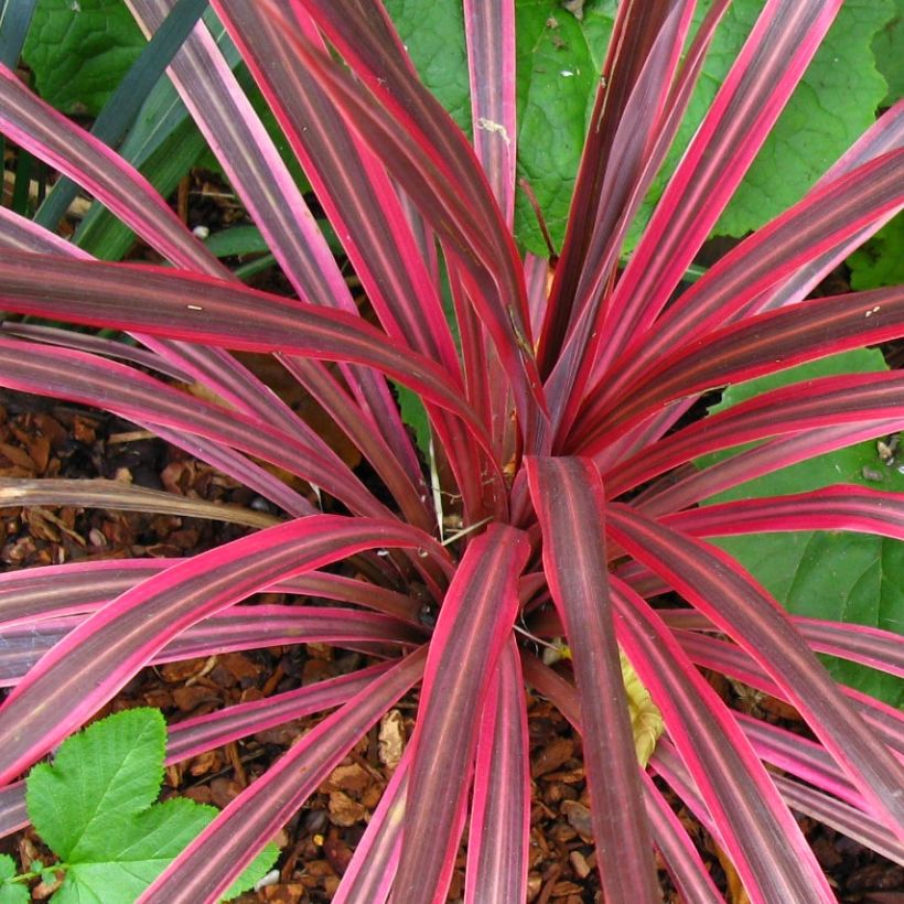 Cordyline australis Cherry Sensation (Folhagem)