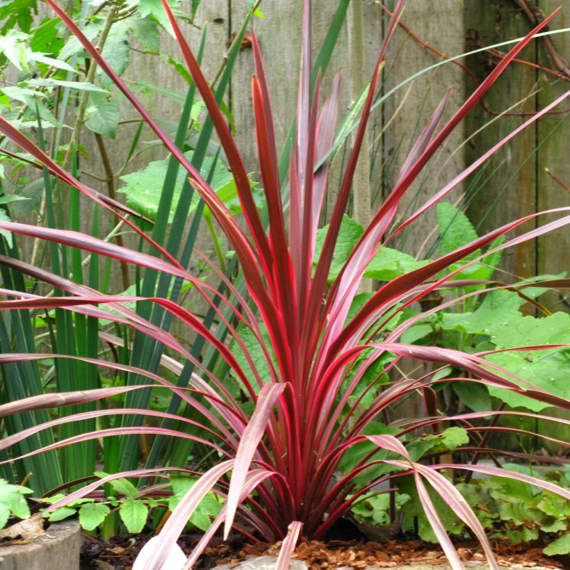 Cordyline australis Cherry Sensation (Hábito)