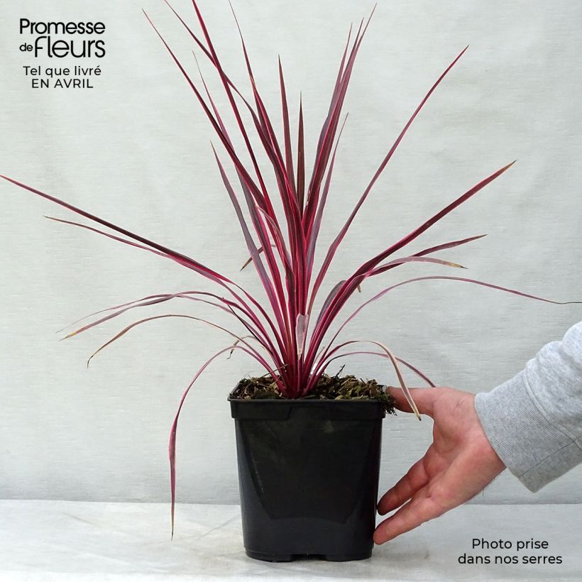 Amostra de Cordyline australis Cherry Sensation Vaso de 2 L/3 L tal como entregue na primavera