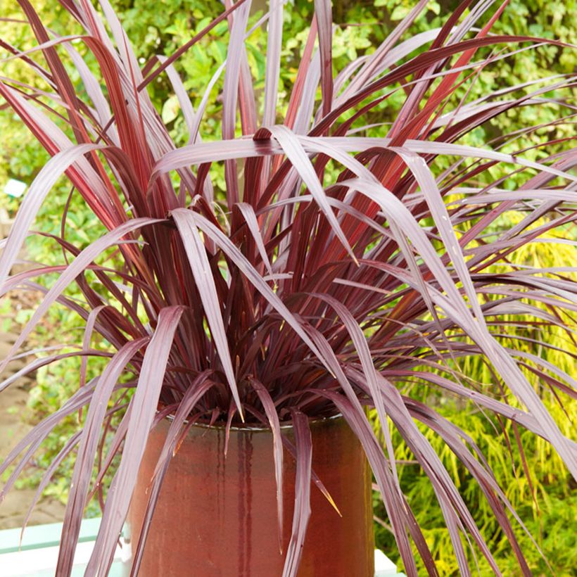 Cordyline australis Design a Line Burgundy (Hábito)