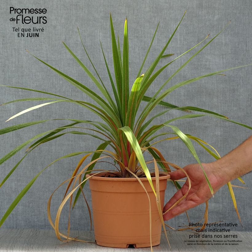Amostra de Cordyline australis Peko Vaso de 3 L/4 L tal como entregue no verão
