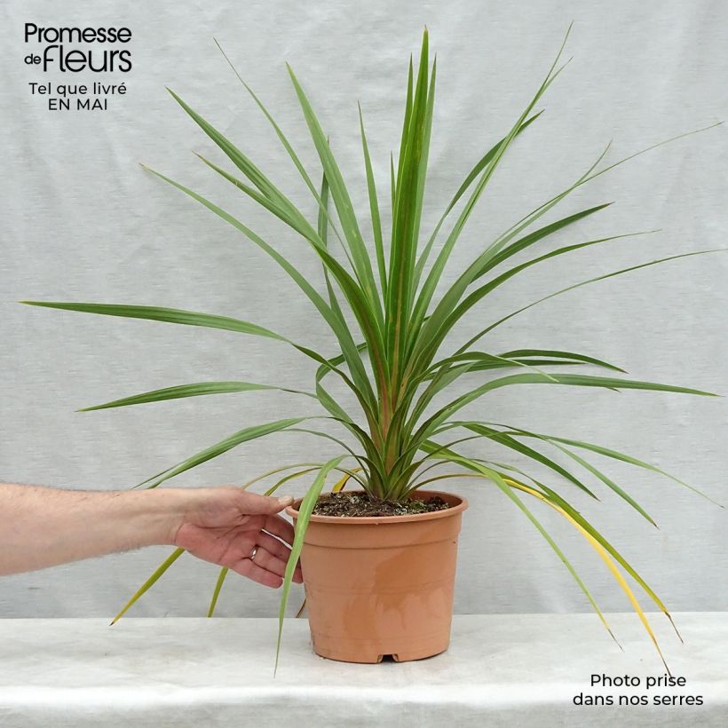 Amostra de Cordyline australis Peko Vaso de 3 L/4 L tal como entregue na primavera