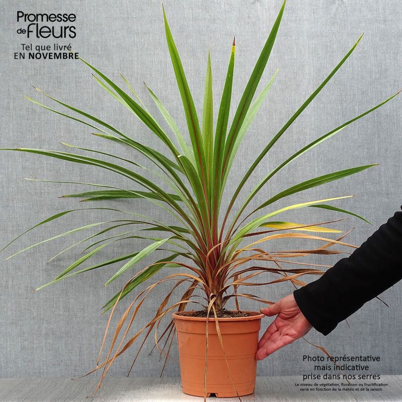 Amostra de Cordyline australis Peko Vaso de 3 L/4 L tal como entregue no outono