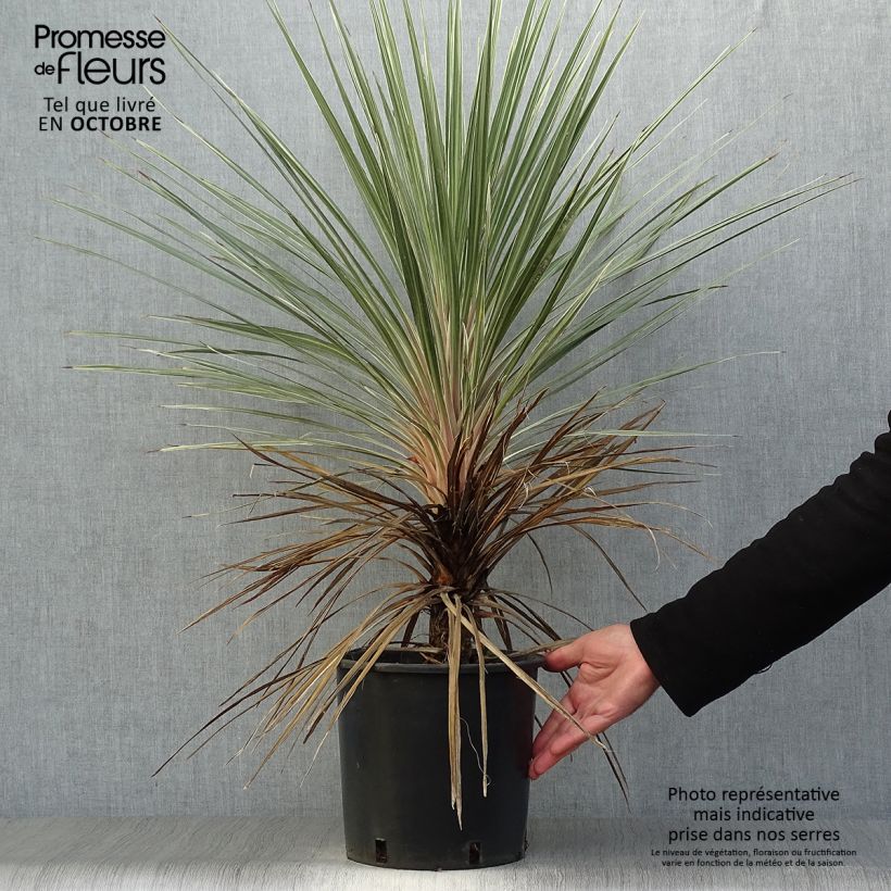 Amostra de Cordyline australis Pink Champagne Vaso de 3 L/4 L tal como entregue no outono