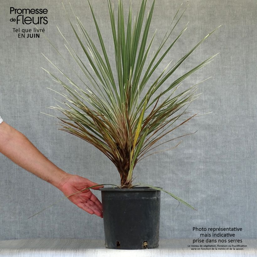 Amostra de Cordyline australis Pink Champagne Vaso de 3 L/4 L tal como entregue no verão