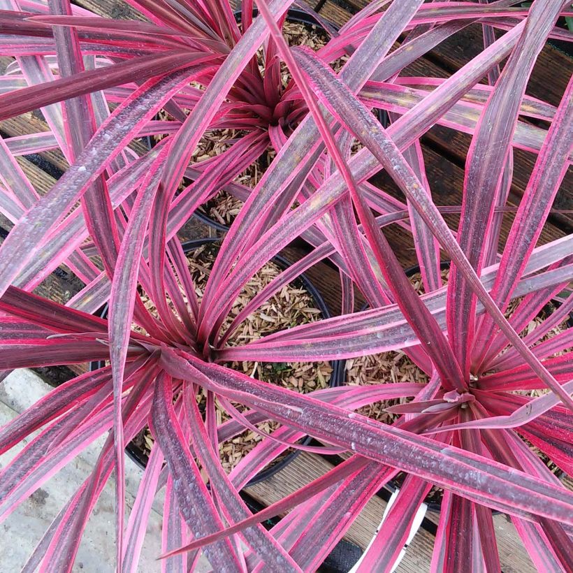 Cordyline australis Pink Passion (Floração)