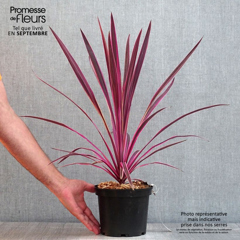 Amostra de Cordyline australis Pink Passion Vaso de 2 L/3 L tal como entregue no verão