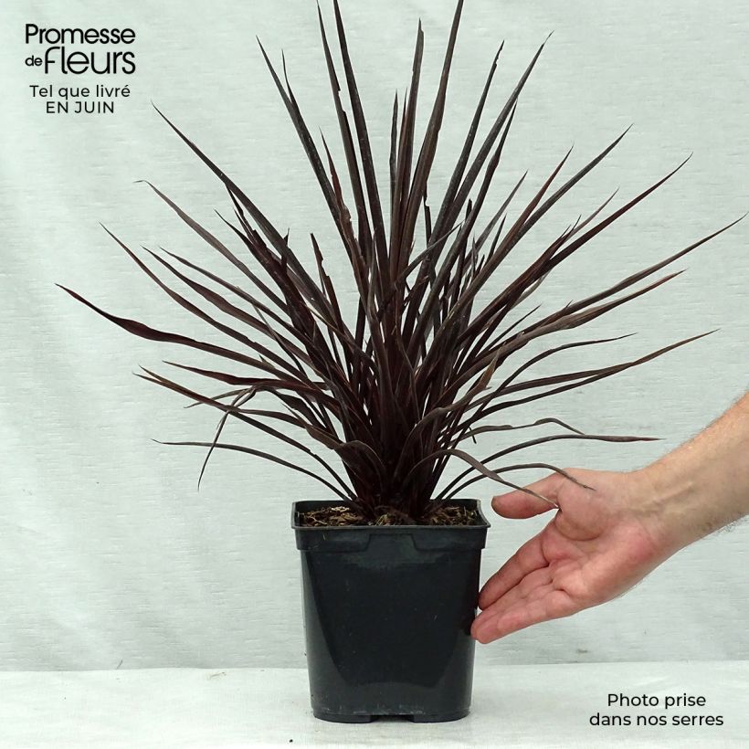 Amostra de Cordyline australis Red Star Vaso de 2 L/3 L tal como entregue no verão