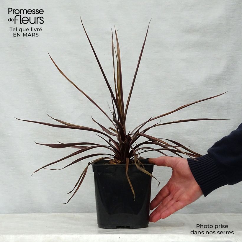 Amostra de Cordyline australis Red Star Vaso de 2 L/3 L tal como entregue na primavera