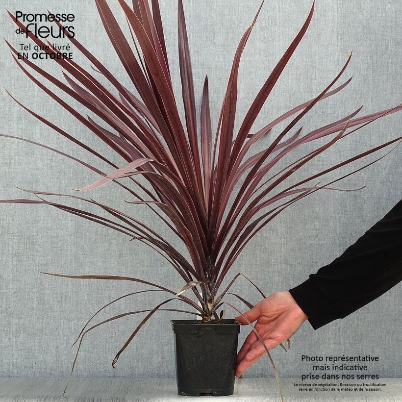 Amostra de Cordyline australis Red Star Vaso de 2 L/3 L tal como entregue no outono