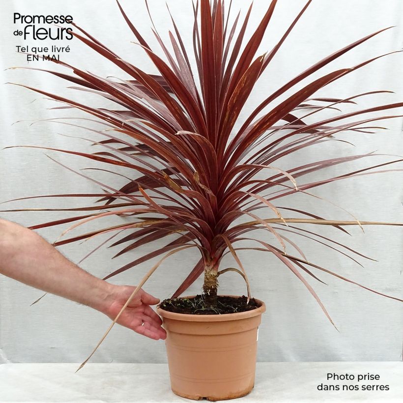 Amostra de Cordyline australis Red Star Vaso de 7,5 L/10 L tal como entregue na primavera