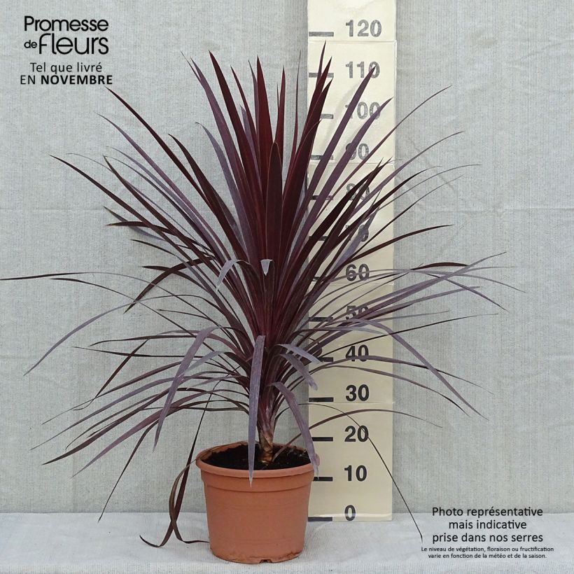 Amostra de Cordyline australis Red Star Vaso de 7,5 L/10 L tal como entregue no outono