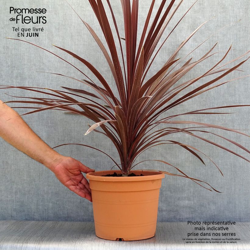 Amostra de Cordyline australis Red Star Vaso de 7,5 L/10 L tal como entregue no verão
