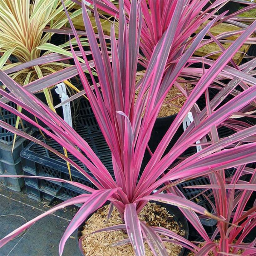 Cordyline australis Southern Splendour (Hábito)