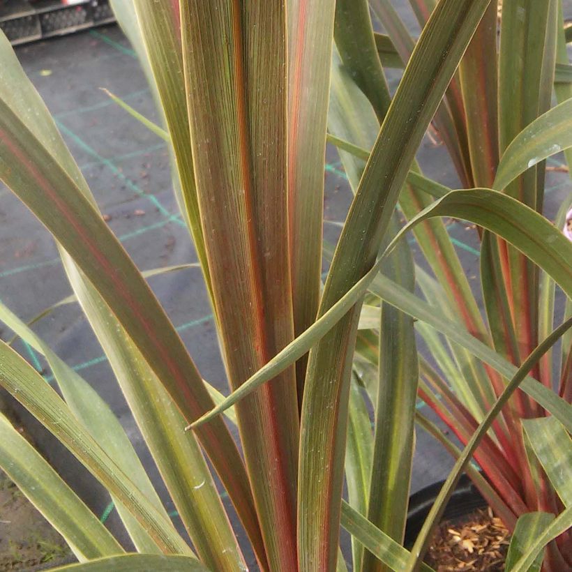 Cordyline australis Sundance (Folhagem)