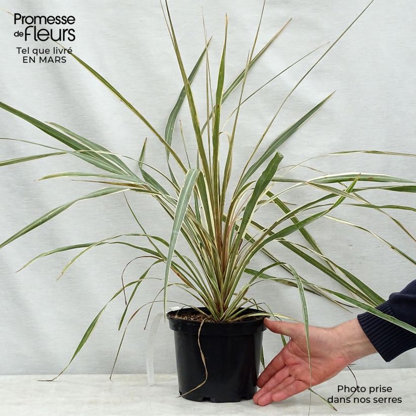 Amostra de Cordyline australis Torbay Dazzler Vaso de 2 L/3 L tal como entregue na primavera
