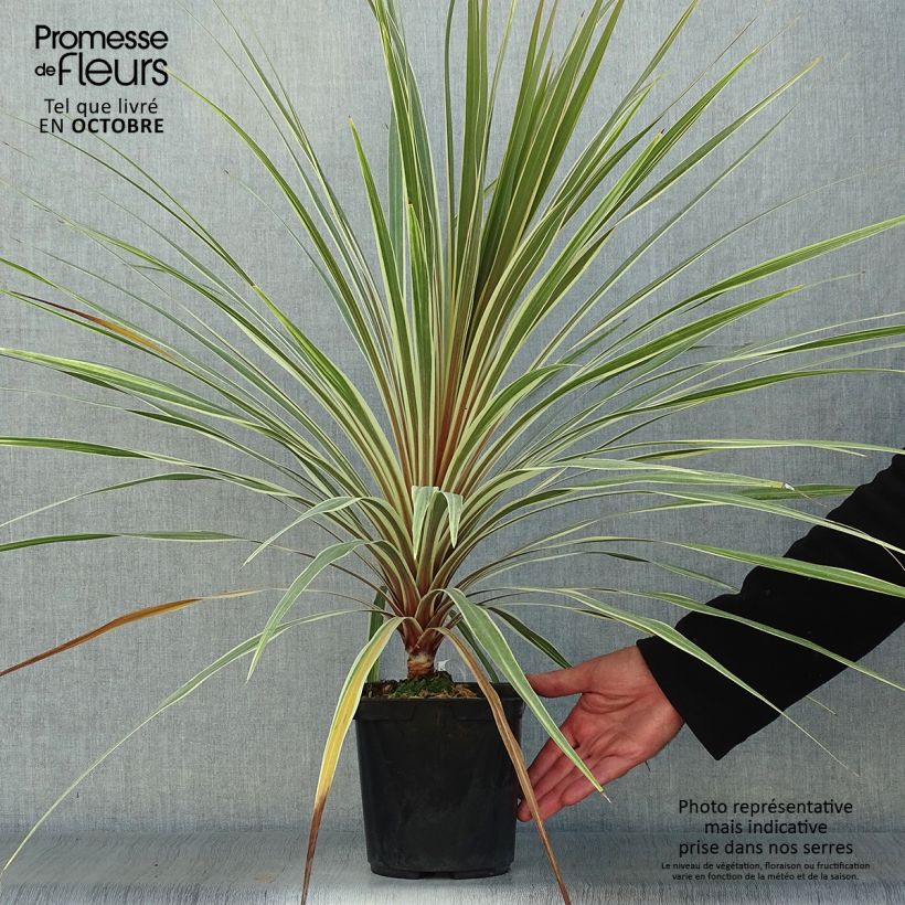 Amostra de Cordyline australis Torbay Dazzler Vaso de 2 L/3 L tal como entregue no outono