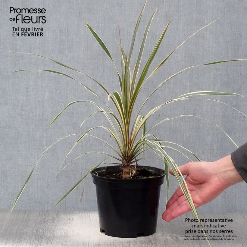 Amostra de Cordyline australis Torbay Dazzler Vaso de 2 L/3 L tal como entregue no inverno