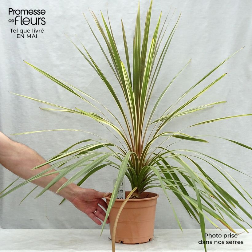 Amostra de Cordyline australis Torbay Dazzler Vaso de 4 L/5 L tal como entregue na primavera