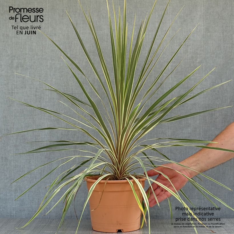 Amostra de Cordyline australis Torbay Dazzler Vaso de 4 L/5 L tal como entregue no verão