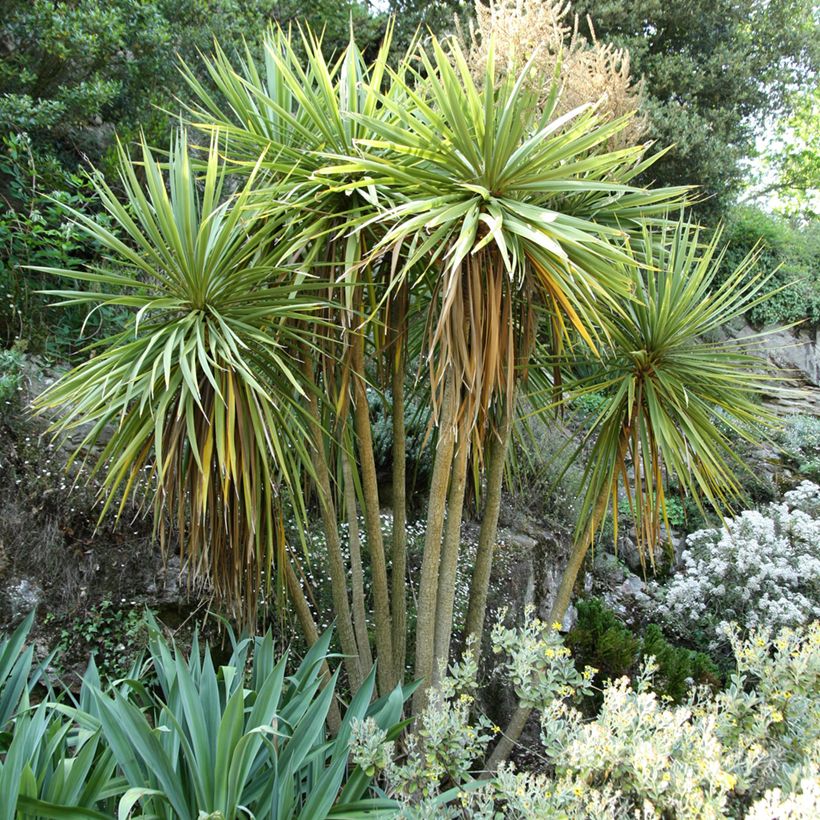 Cordyline australis (Hábito)