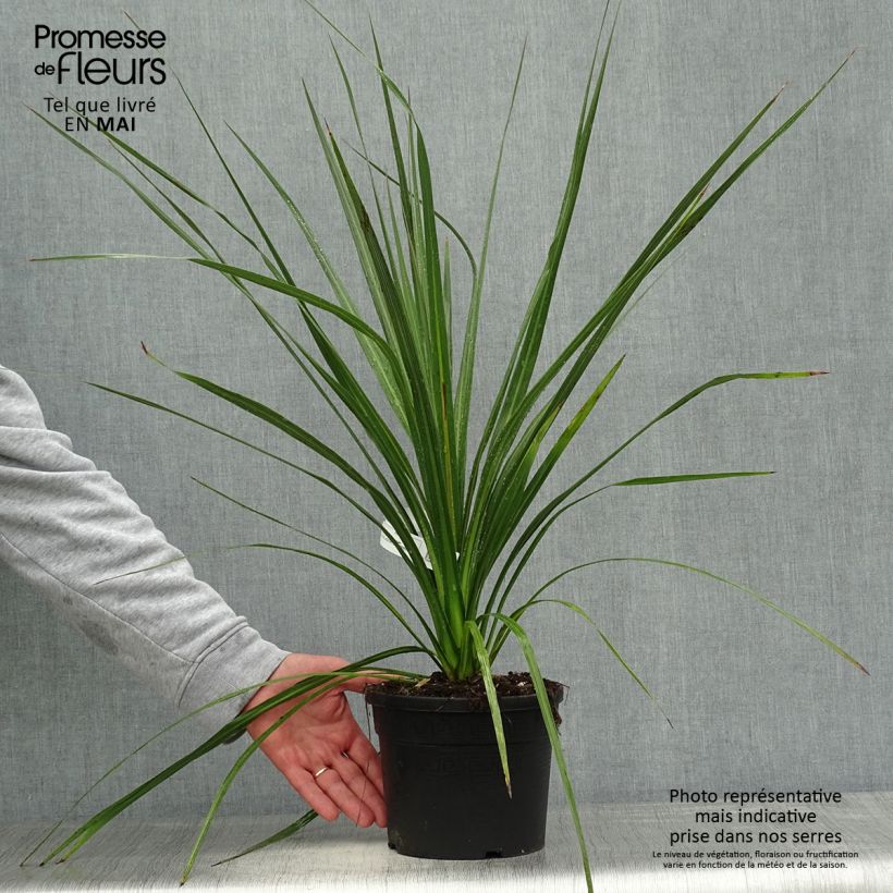 Amostra de Cordyline australis Vaso de 3 L/4 L tal como entregue na primavera