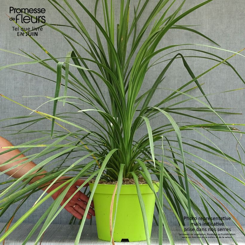 Amostra de Cordyline australis Vaso de 6 L/7 L tal como entregue no verão