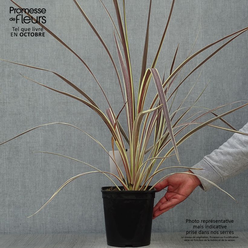 Amostra de Cordyline banksii Electric Flash Vaso de 3 L/4 L tal como entregue no outono