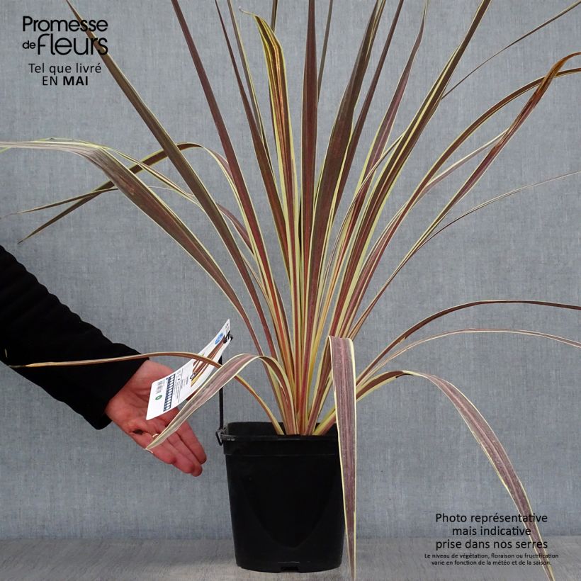 Amostra de Cordyline banksii Electric Flash Vaso de 3 L/4 L tal como entregue na primavera