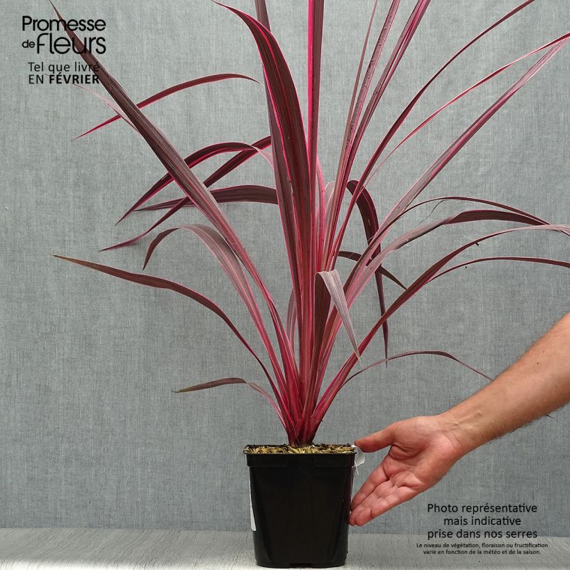 Amostra de Cordyline banksii Electric Pink Vaso de 3 L/4 L tal como entregue no outono