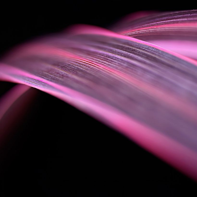 Cordyline banksii Electric Pink (Folhagem)