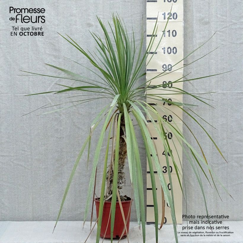 Amostra de Cordyline indivisa Vaso de 3 L/4 L tal como entregue no outono