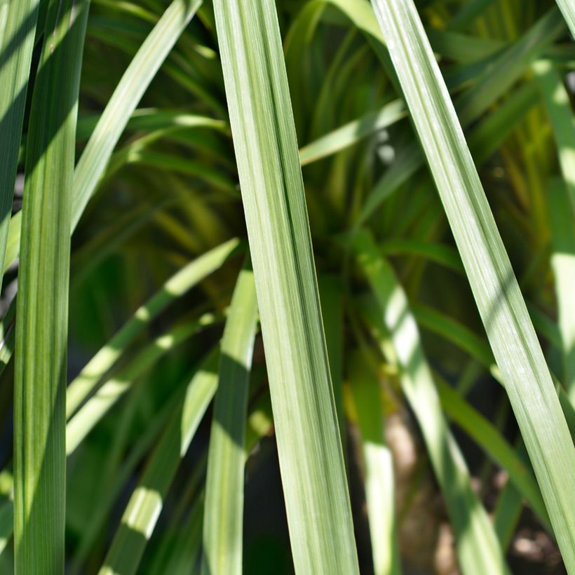 Cordyline indivisa (Folhagem)