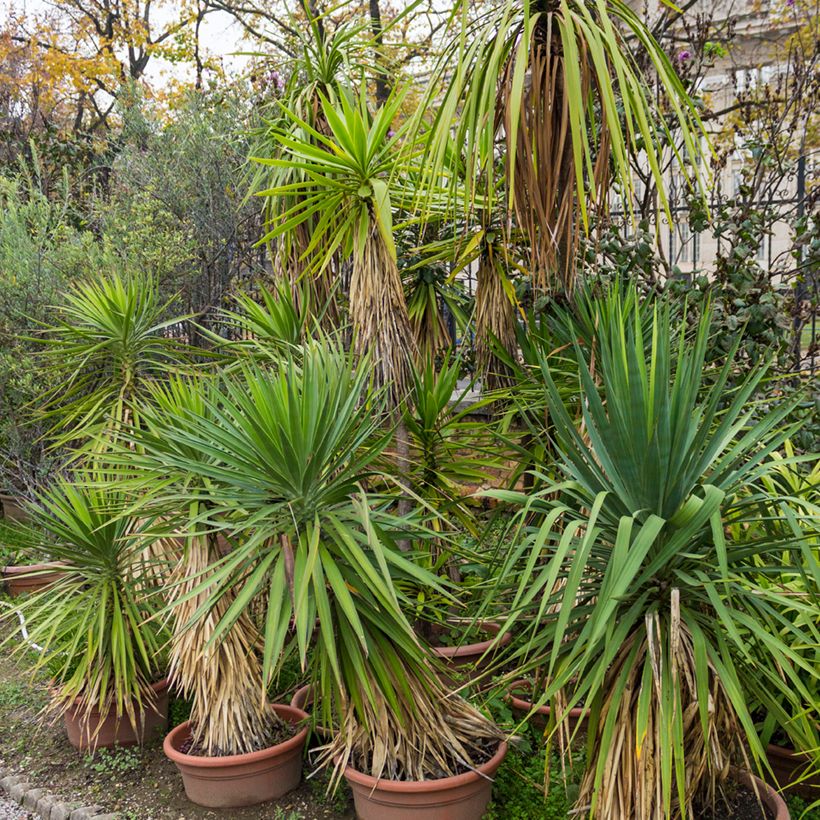 Cordyline indivisa (Hábito)