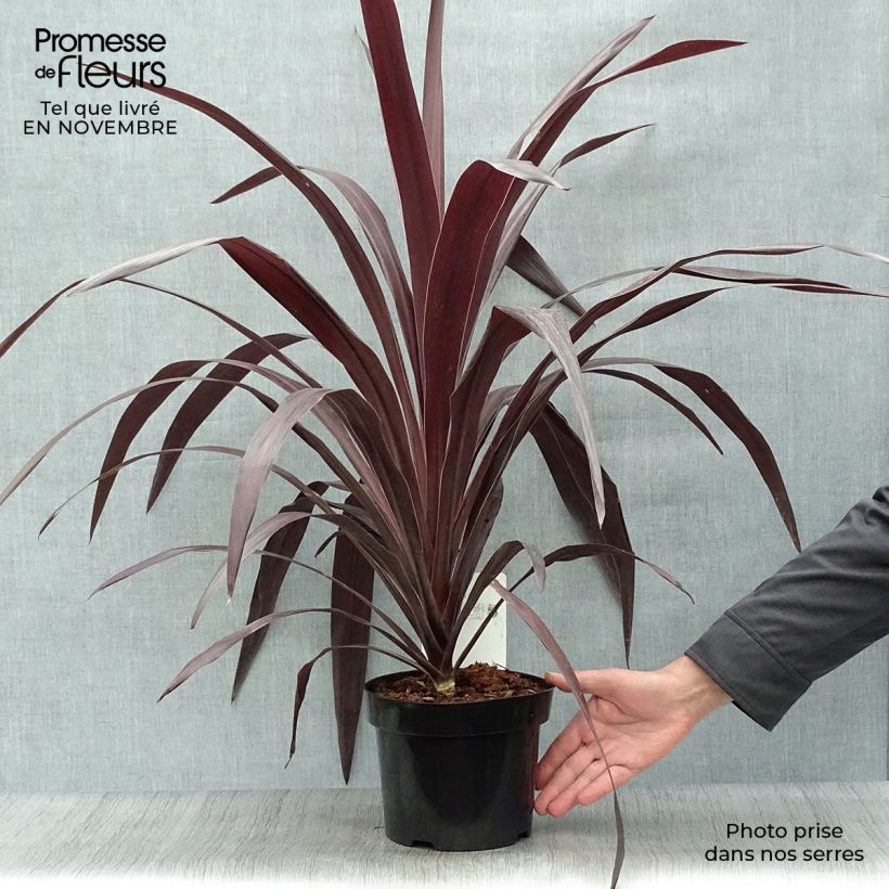 Amostra de Cordyline obtecta Superstar Vaso de 3 L/4 L tal como entregue no outono