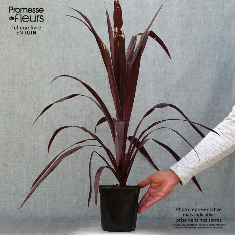 Amostra de Cordyline obtecta Superstar Vaso de 3 L/4 L tal como entregue no verão
