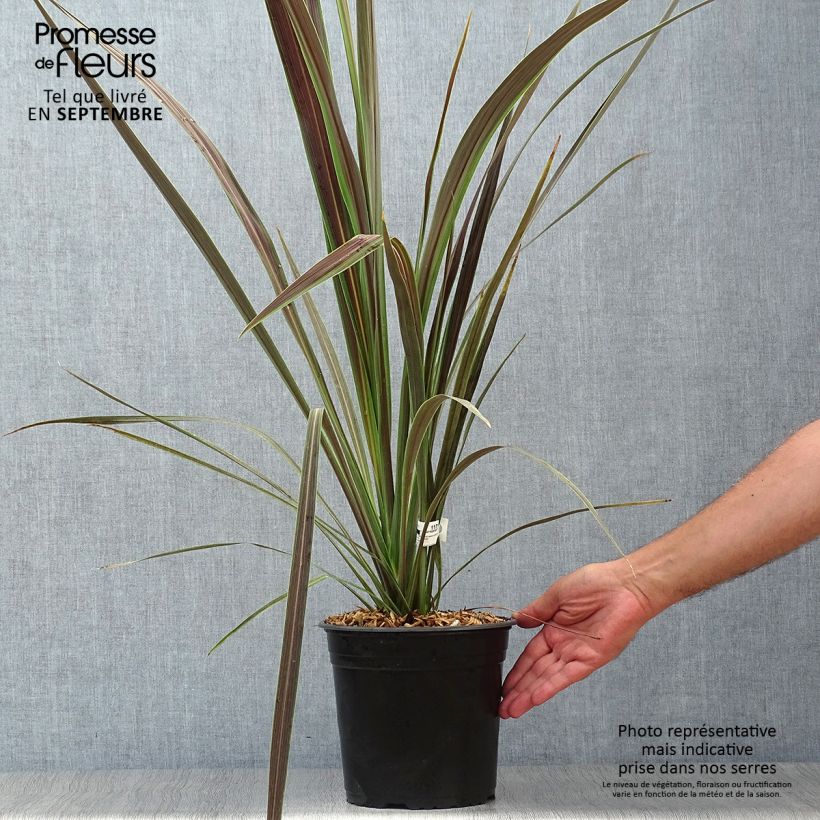 Amostra de Cordyline × banksii Electric Star Vaso de 3 L/4 L tal como entregue no outono