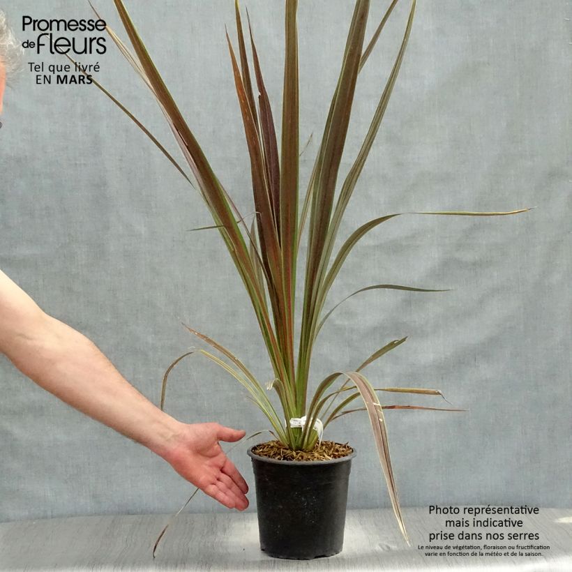 Amostra de Cordyline × banksii Electric Star Vaso de 3 L/4 L tal como entregue na primavera