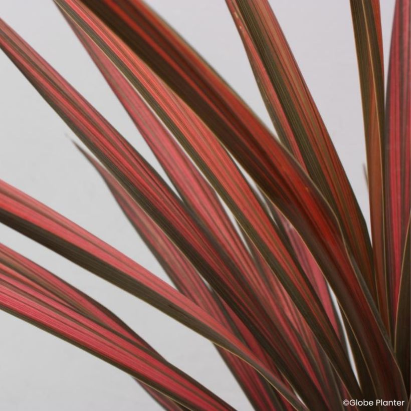 Cordyline australis Coral - Palmeira-da-Nova Zelândia (Folhagem)