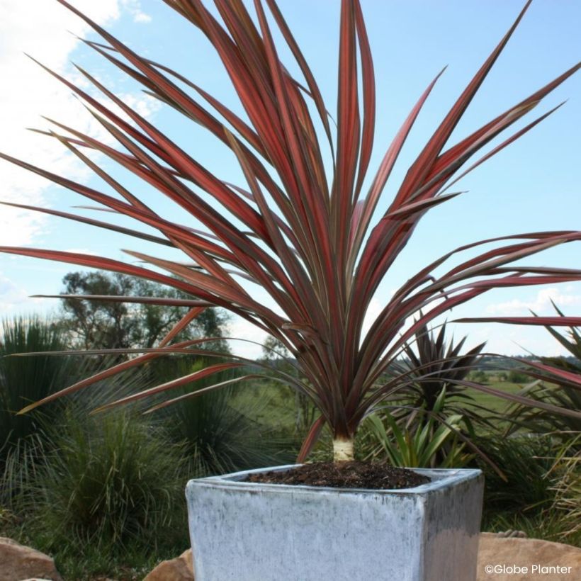 Cordyline australis Coral - Palmeira-da-Nova Zelândia (Hábito)