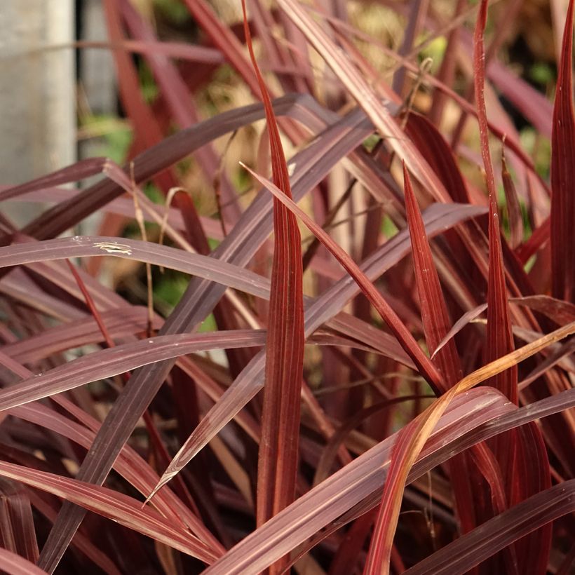 Cordyline australis Design a Line Burgundy (Folhagem)