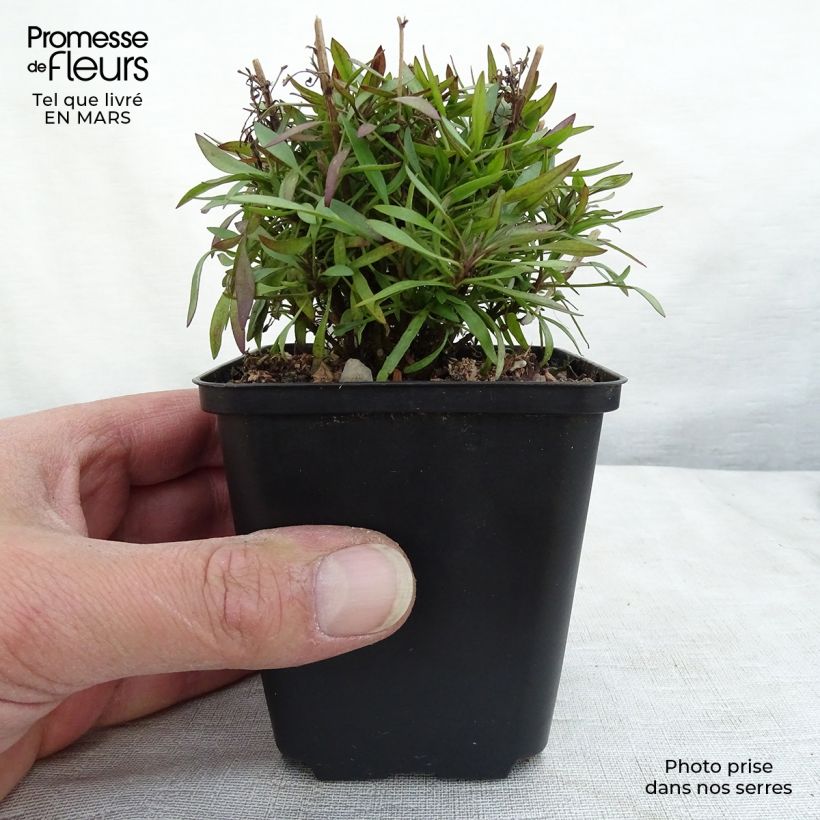 Amostra de Coreópsis Citrine Vaso de 8/9 cm tal como entregue na primavera