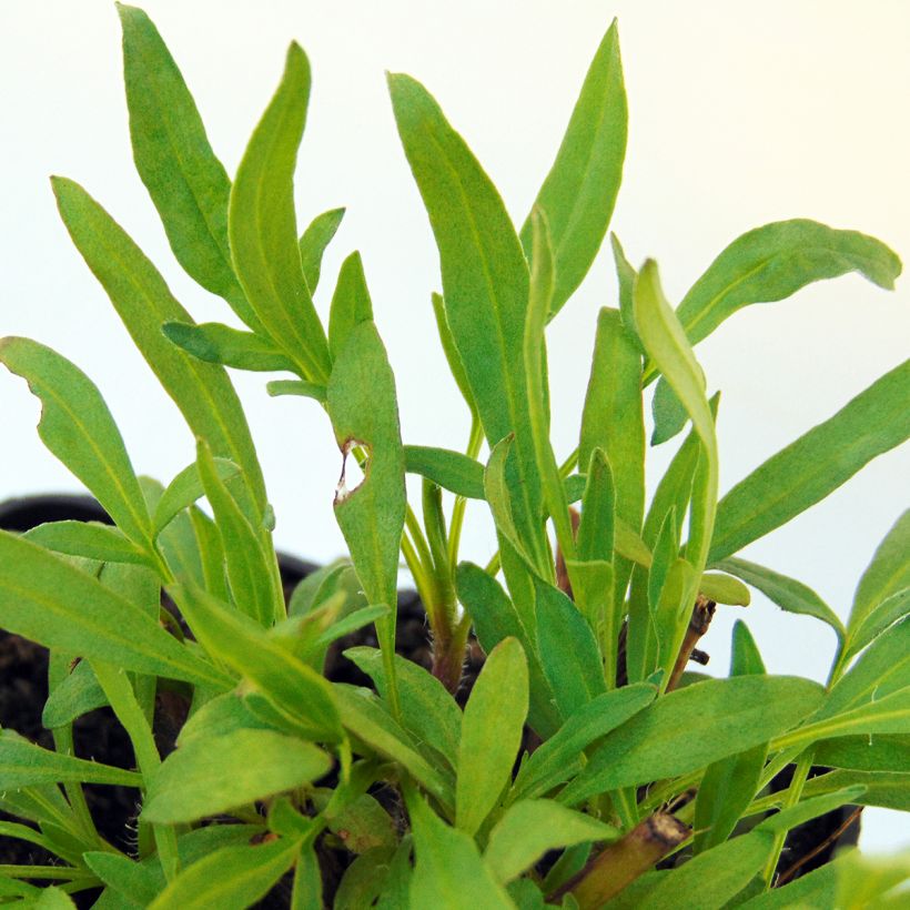 Coreópsis Cosmic Eye (Folhagem)