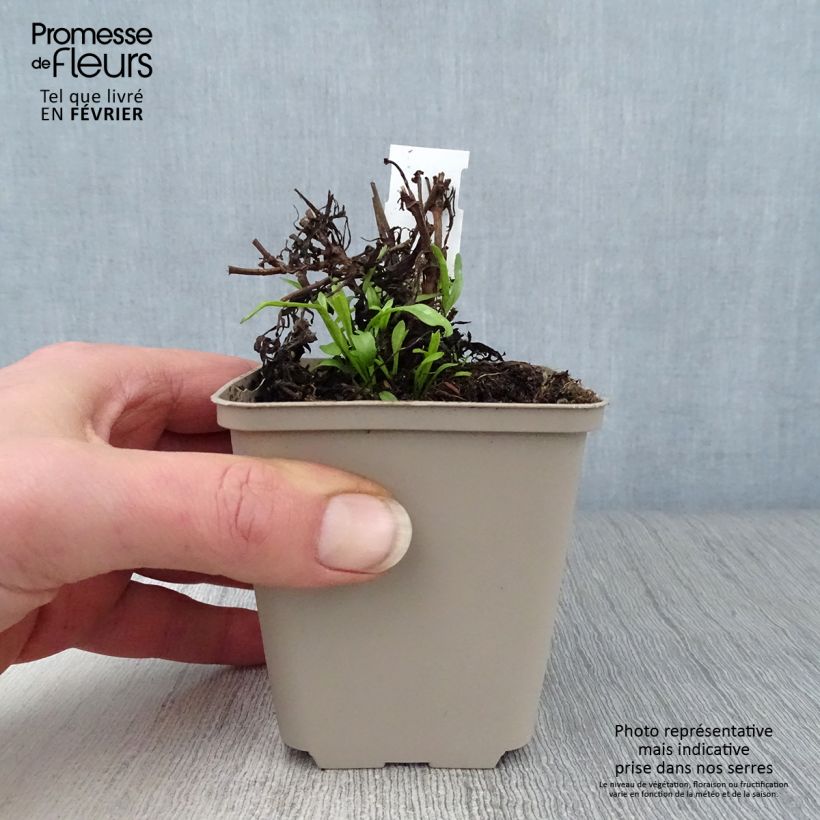 Amostra de Coreopsis Cosmic Eye Vaso de 8/9 cm tal como entregue no inverno