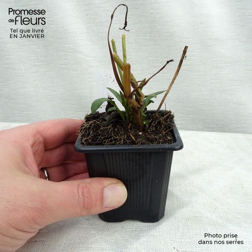 Amostra de Coreópsis Full Moon Madness Vaso de 8/9 cm tal como entregue no inverno