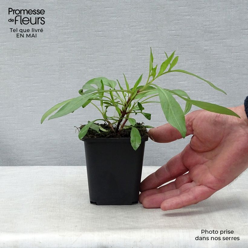 Amostra de Coreópsis Full Moon Madness Vaso de 8/9 cm tal como entregue na primavera