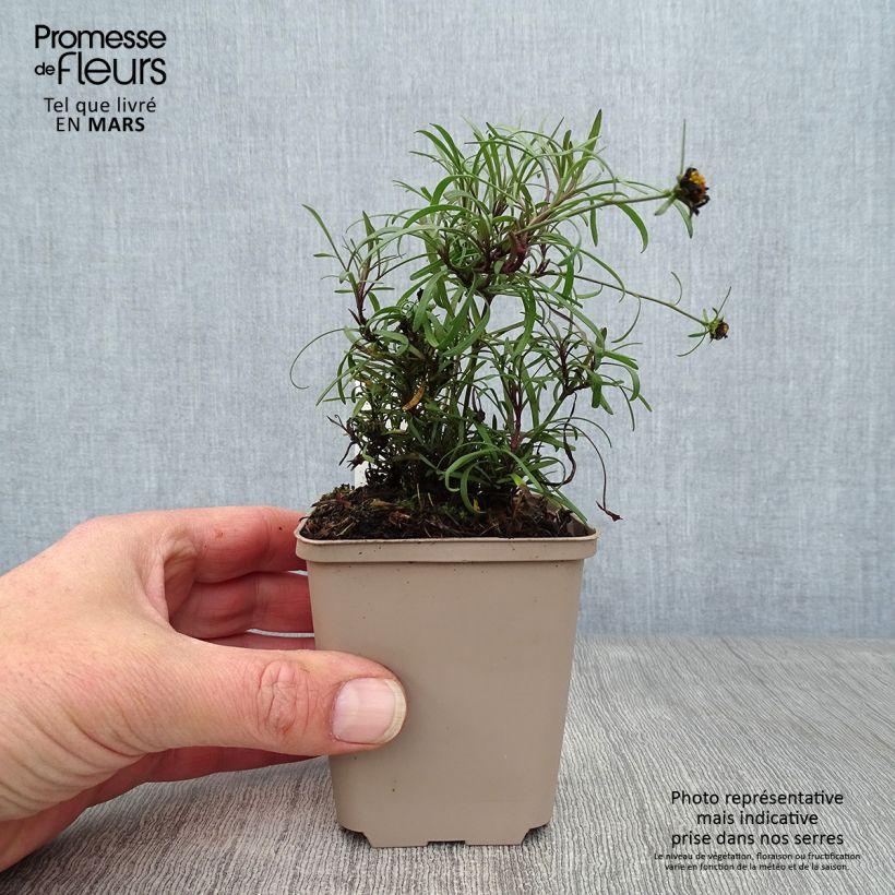 Amostra de Coreópsis Honeybunch Red & Gold Vaso de 8/9 cm tal como entregue na primavera