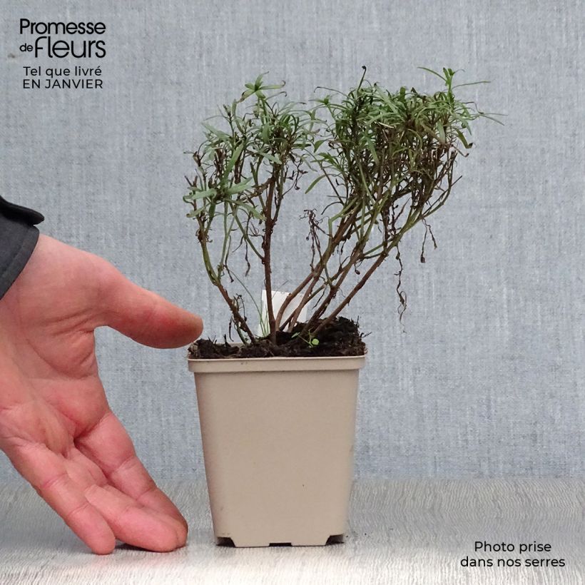 Amostra de Coreopsis Honeybunch Red & Gold - Coréopsis Vaso de 8/9 cm tal como entregue no inverno