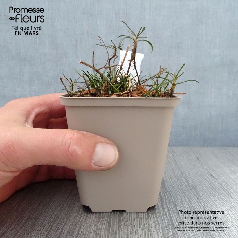 Amostra de Coreópsis Limerock Passion Vaso de 8/9 cm tal como entregue na primavera